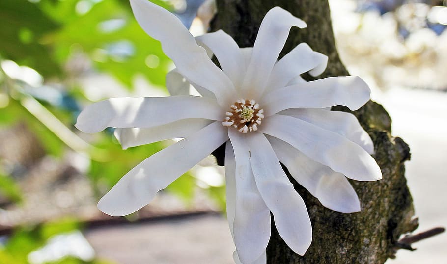 Star Magnolia, Nature, Blossom, Bloom, white blossom, spring, white blossom on tree trunk, flower, fragility, close-up
