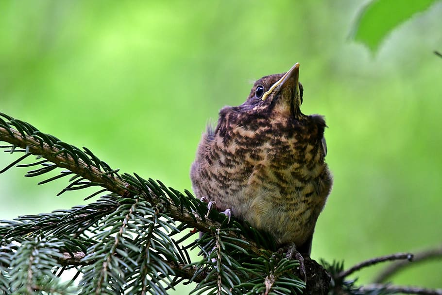 bird, song thrush, young, animal world, wanted, spring, sit, one animal, animal themes, tree