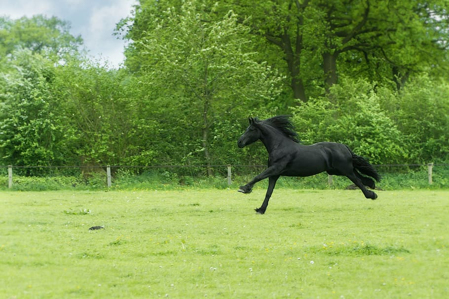 black, horse, green, grass, animal, black beauty, gallop, meadow, running, speed