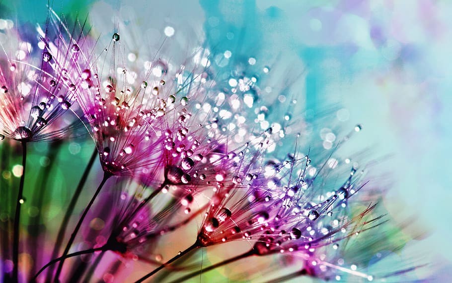 purple, silk flowers, dewdrops photogarphy, nature, flower, flora, color, summer, bright, beautiful