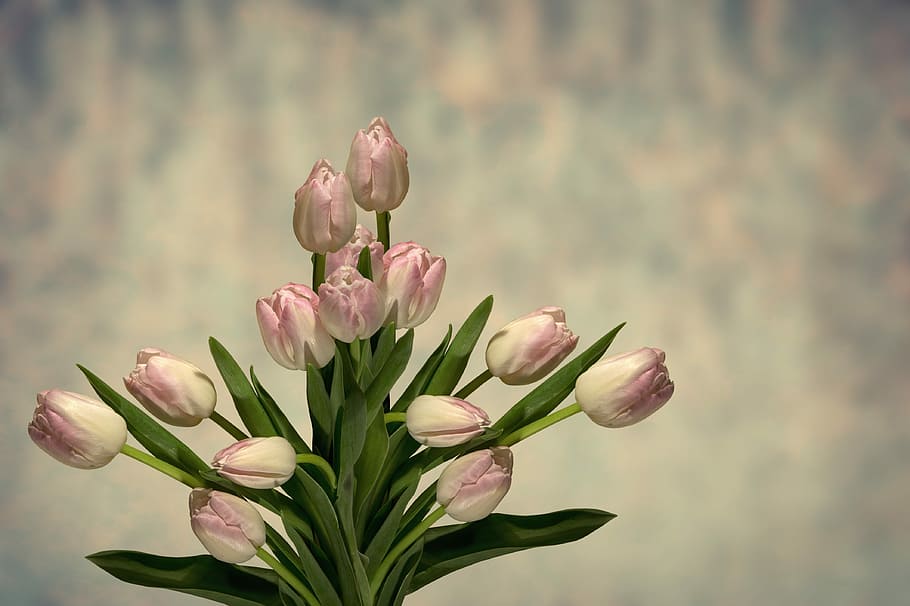 pink-and-white tulips bouquet, tulip, flower, nature, plant, floral, leaf, background, leaves, blossom