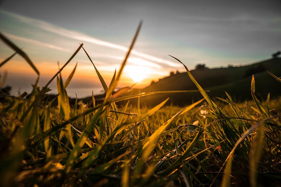 fotografía de ángulo bajo, césped, campo, verde, puesta de sol, anochecer, plantas, naturaleza, rayos de sol, planta