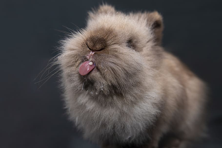 rabbit, cute, animal, easter, nature, grass, fur, mammals, ears, rodents
