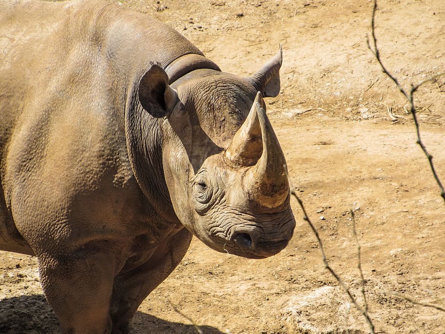 Rhino, Zoo, Animal, Rhinoceros, one animal, animals in the wild, animal body part, animal wildlife, animal themes, day