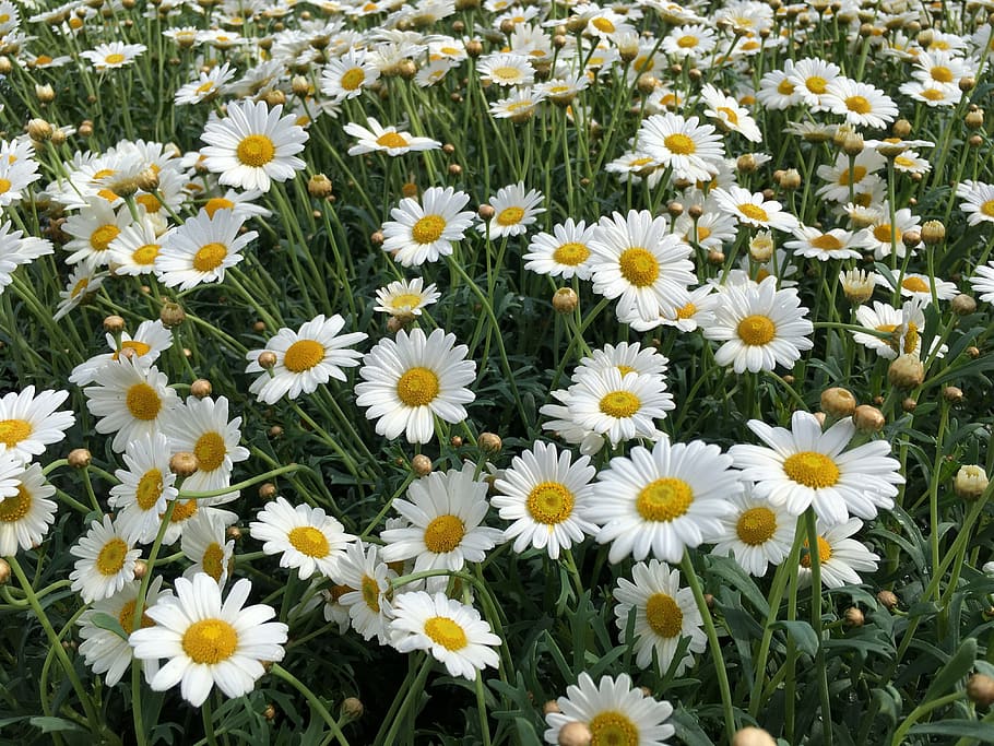 chamomile, flower, background, field, nature, summer, beautiful, daisy, white, green