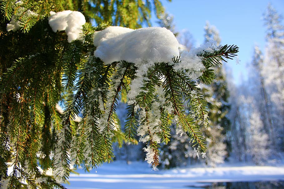 木, 覆われた, 雪, 自然, 美容, 素晴らしい, 散歩, 公園, ロシア, ガッチナ