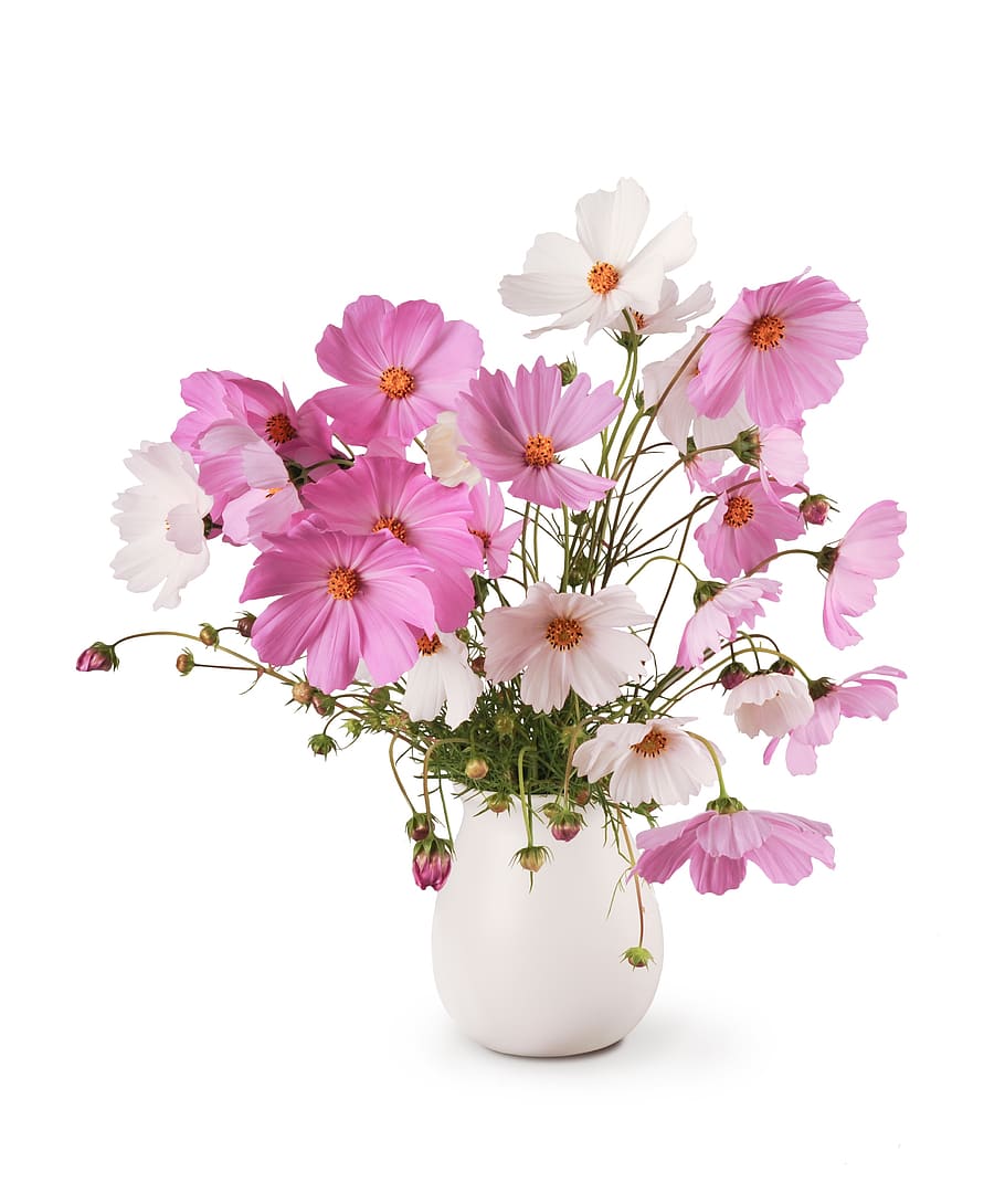 bouquet, white, cosmea, flowers, pink, delicate, autumn, isolated, background, vase