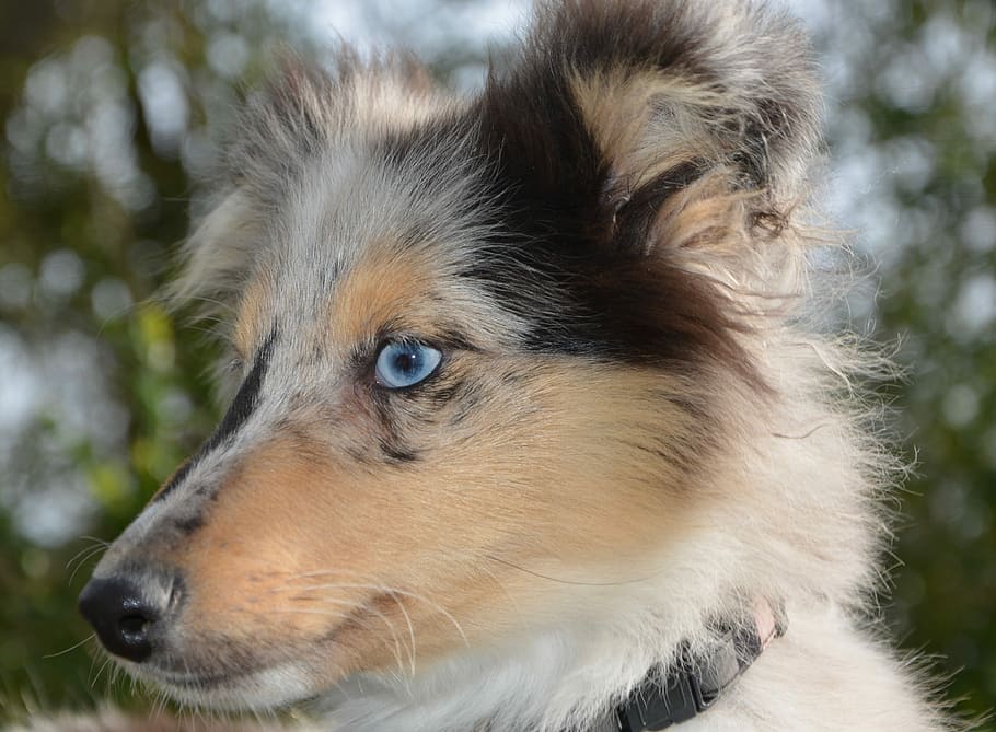 dog, bitch nobility blue, shetland sheepdog, mini colley, portrait profile, blue eyes, mammal, cute, animal, canine