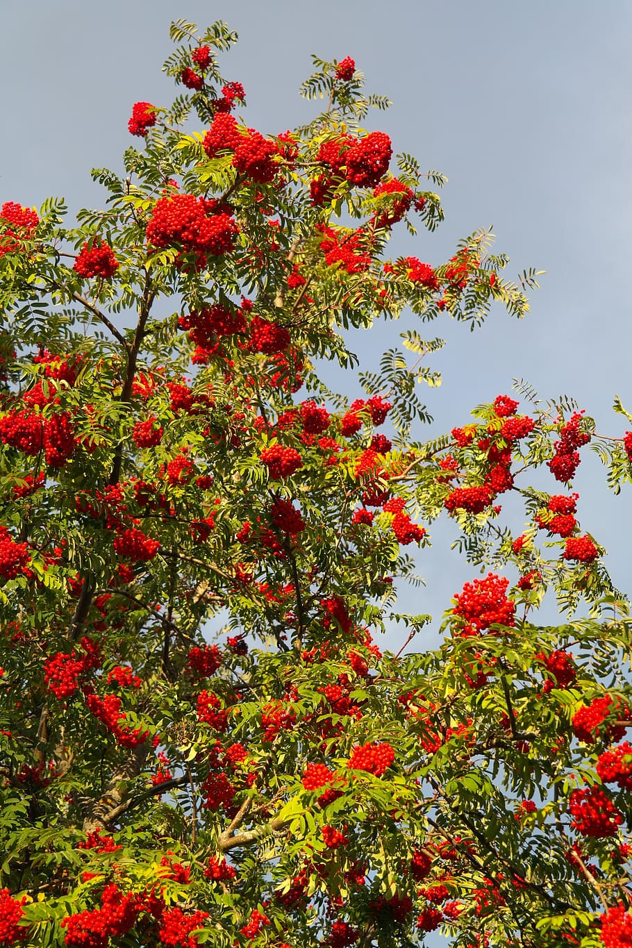 산 애쉬, 애쉬, 딸기, 빨간, 마가목, 팥배 속 aucuparia, pyrus aucuparia, 낙엽수, 산사 나무, sorbus