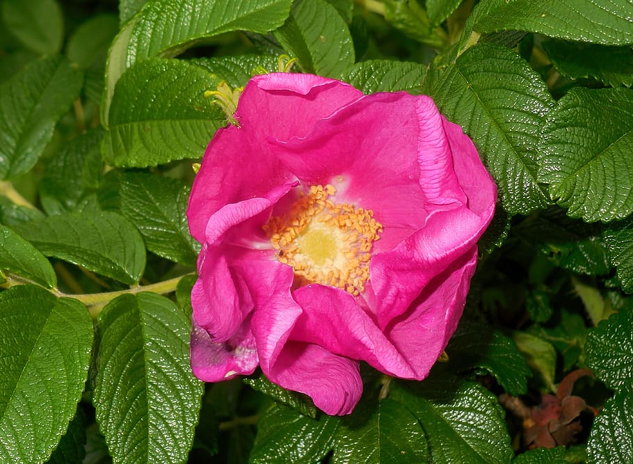 rose svraskalá, rosa rugosa, flower, flowering, garden, red, petal, plant, beauty in nature, flowering plant