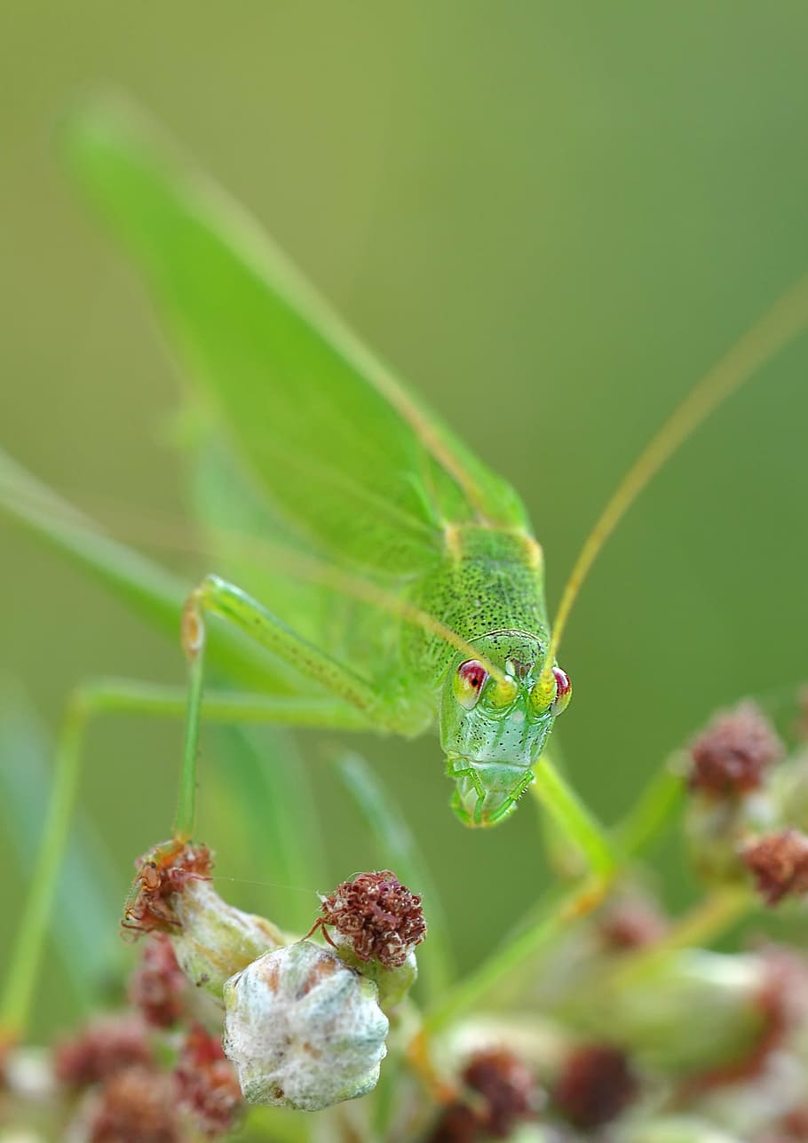 macro photo, giant katydid, konik, grasshopper, insect, macro, nature, animal, close-up, wildlife