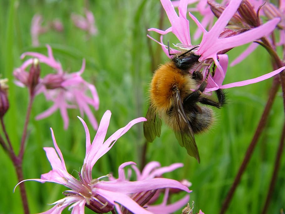 Bumblebee, Bee, Flowers, Nature, Insect, summer, bumble, pollen, natural, meadow