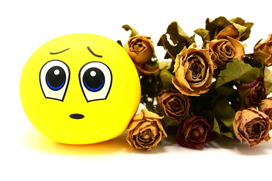 smiley, sad, roses, dried, emoticon, funny, emotion, face, mood, mourning