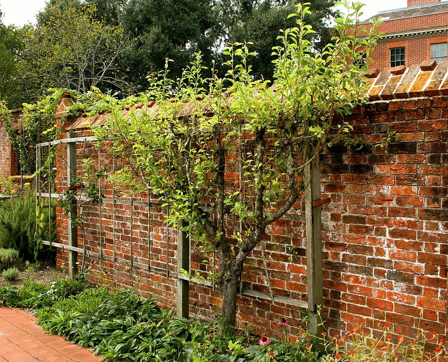 Espalier, Fruit Tree, Pruned, trained, garden wall, fruit, orchard, agriculture, nature, growth