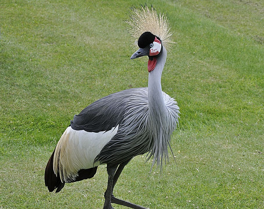 crowned crane, bird, norfolk, crested, zoo, grey feathers, animal themes, animal, vertebrate, animals in the wild