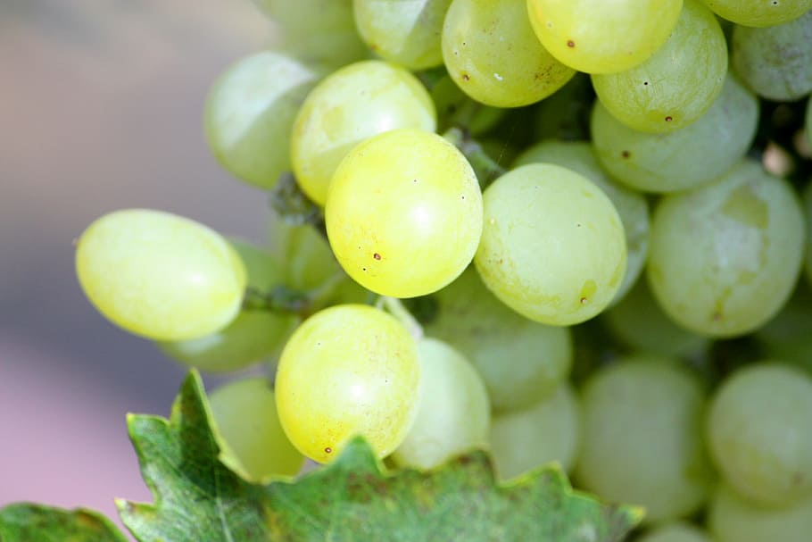 green, grapes, macro shot, bunch, white, fruit, vine, food, wine, ripe