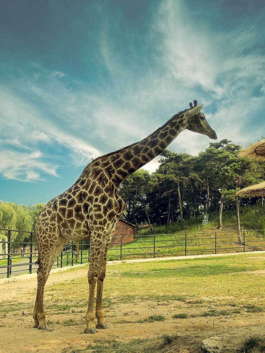Girafa, Animal, Cenário, Jardim zoológico, o cenário, natureza, áfrica, safari Animais, vida selvagem, mamífero