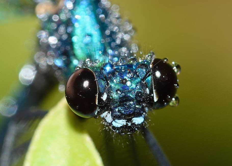 closeup, photography, blue, dragonfly, dragonflies, maid, calopteryx, splendens, rain, macro