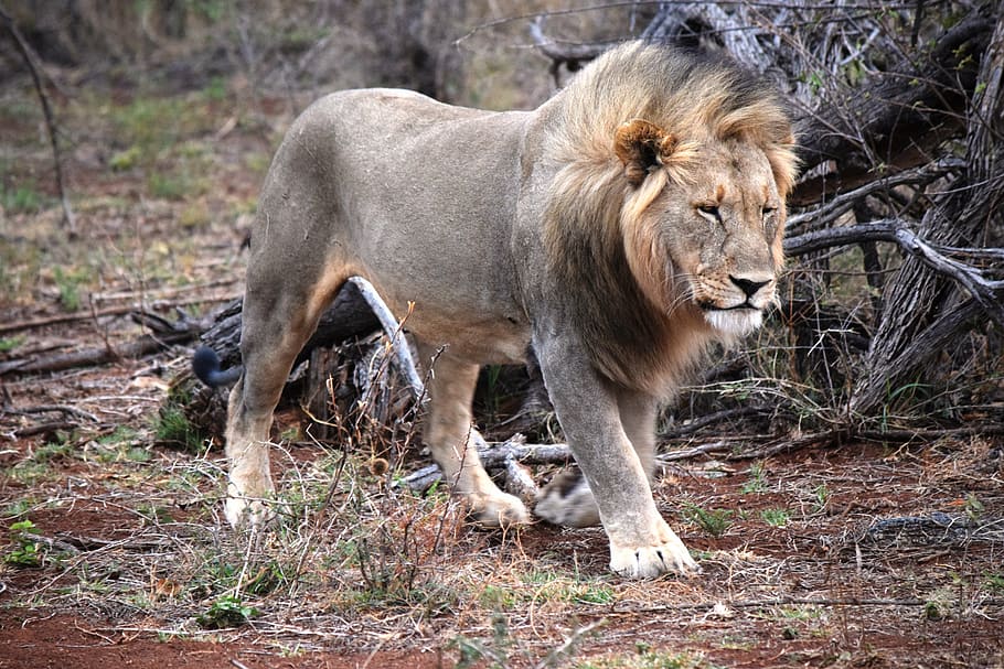 lion, log, wild, prowl, african, face-on, safari, animal, king, male