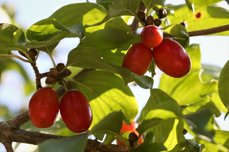 cornus mas, cornelian cherry, red berries, plant, branch, tree, nature, outdoor, fruit, food and drink