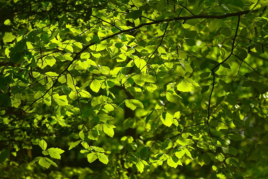folhas verdes, folhas, folhagem, árvore, folhas de primavera, folhas novas, verde, filial, floresta, cor verde