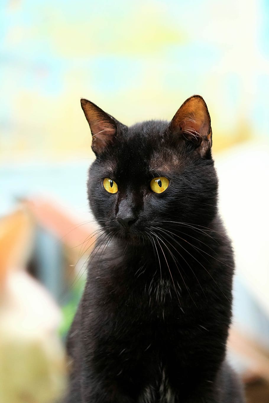 black, cat, looking, sideways, Black, Black, Black Cat, domestic cat, pets, domestic animals, one animal