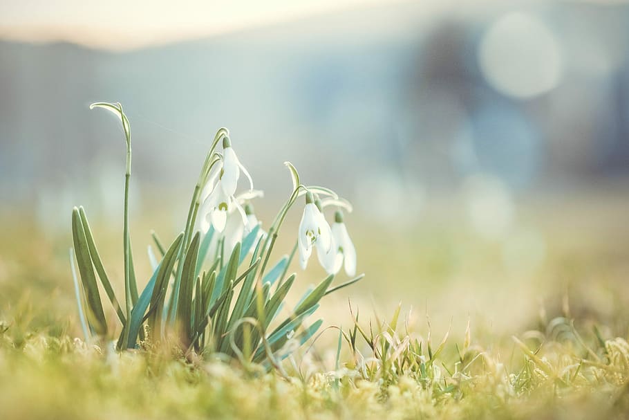 Snowdrop, Spring, Flower, signs of spring, nature, white, early bloomer, plant, close, flowers