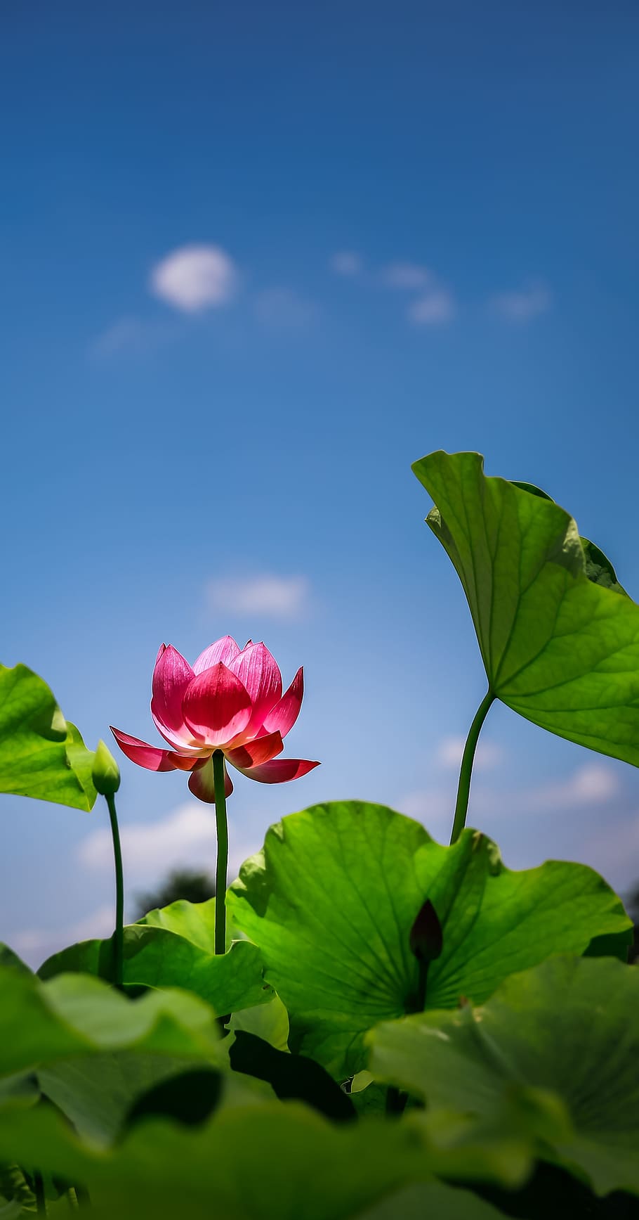 pink, petaled flowers, blue, sky, Flower, Lotus, Red, Vietnam, Background, red, vietnam