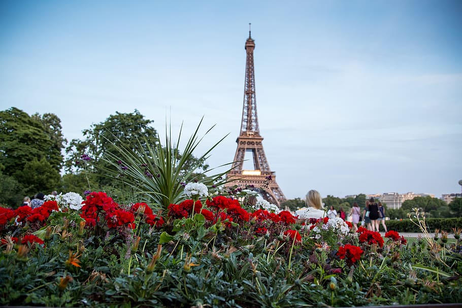 rojo, blanco, flores, torre eiffel, fondo, día, parís, postal, cielo