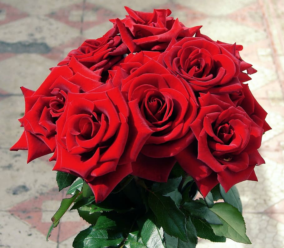 closeup, bouquet, red, roses, bouquet of flowers, red roses, colorful, floral, romance, valentine