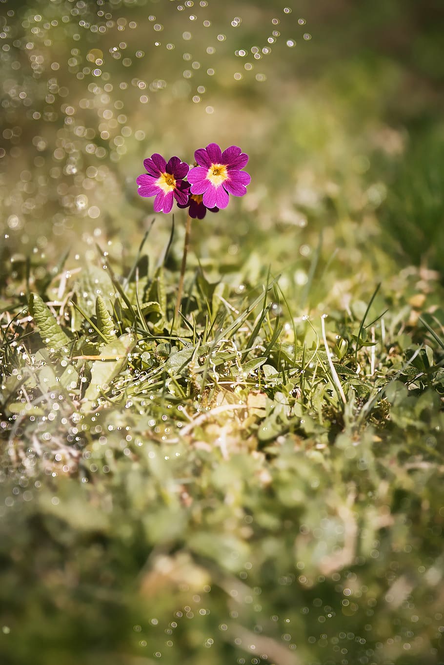 macro shot photography, purple, primrose flower, daytime, primrose, auricula, alpine auricula, primula auricula, primula, alpine flower