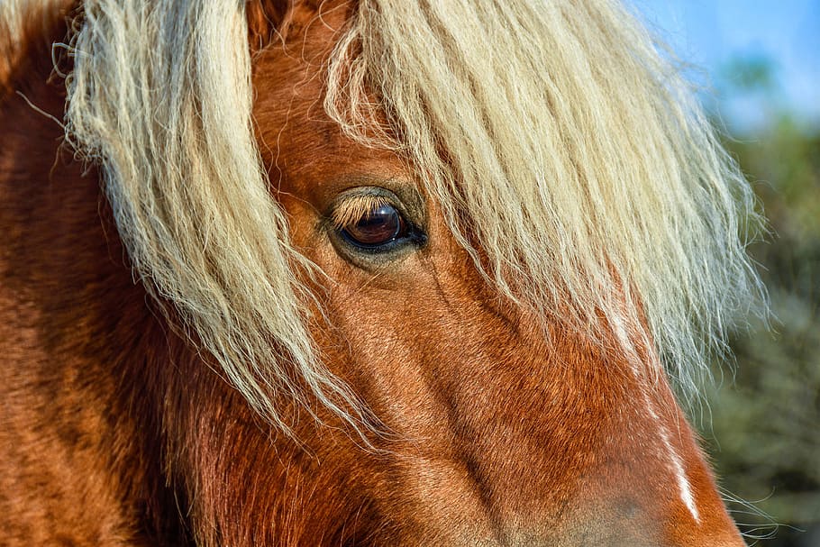 closeup, photography, brown, white, horse, daytime, pony, animal, shetland pony, horse head