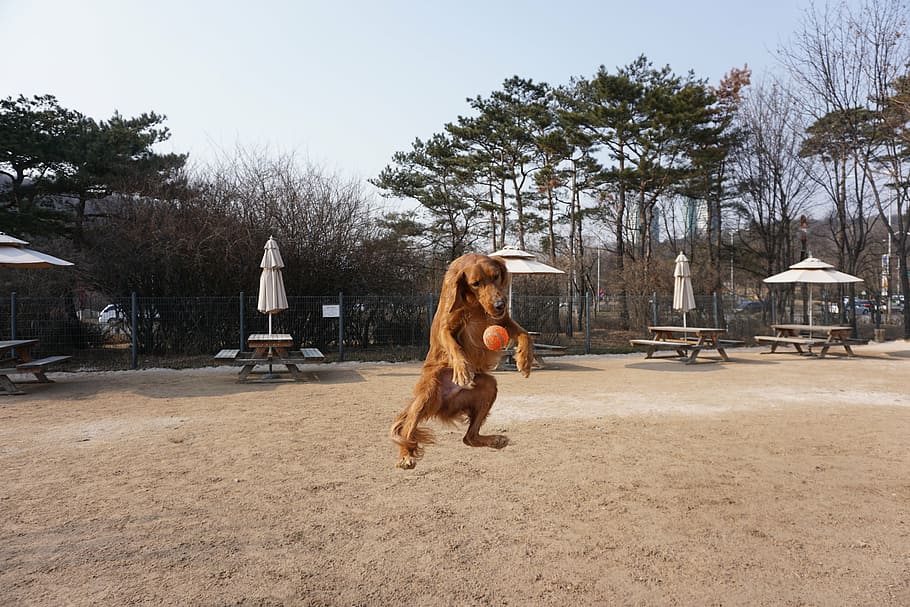 jump to introduction, jumping puppy, playing with a puppy, sand, tree, beach, day, outdoors, sky, adult