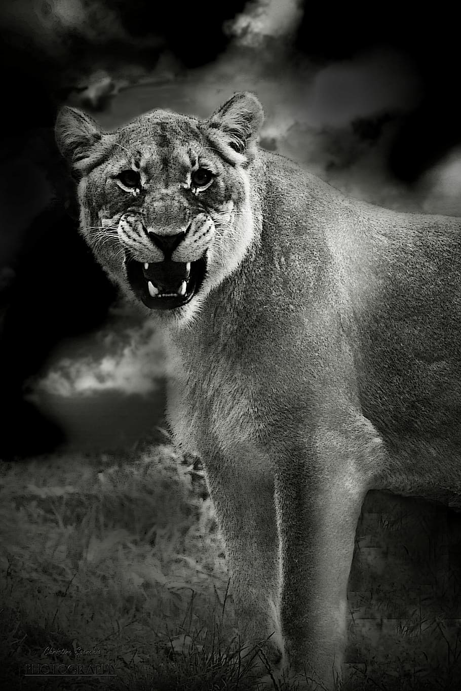 grayscale photography, lion, animal, predator, africa, lioness, animal world, safari, wild, nature