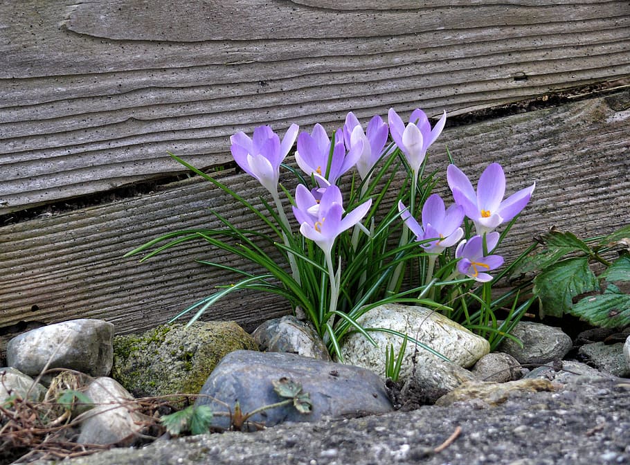 purple, crocus flowers, brown, wooden, wall, crocus, spring, spring flower, nature, bühen