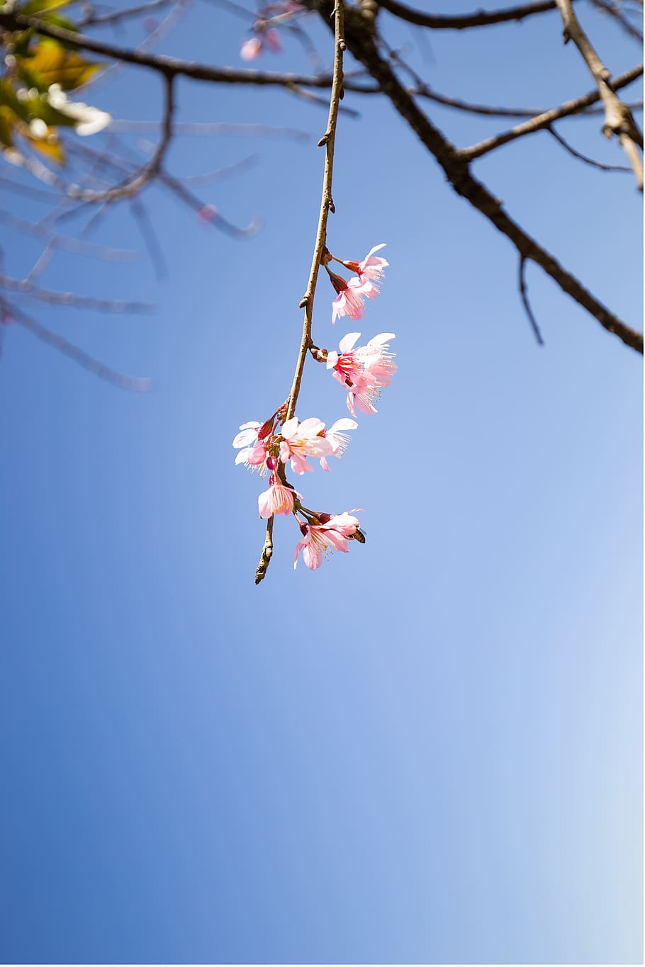 cherry blossom, da lat city, vietnam, sky, flower, tree, plant, beauty in nature, branch, flowering plant