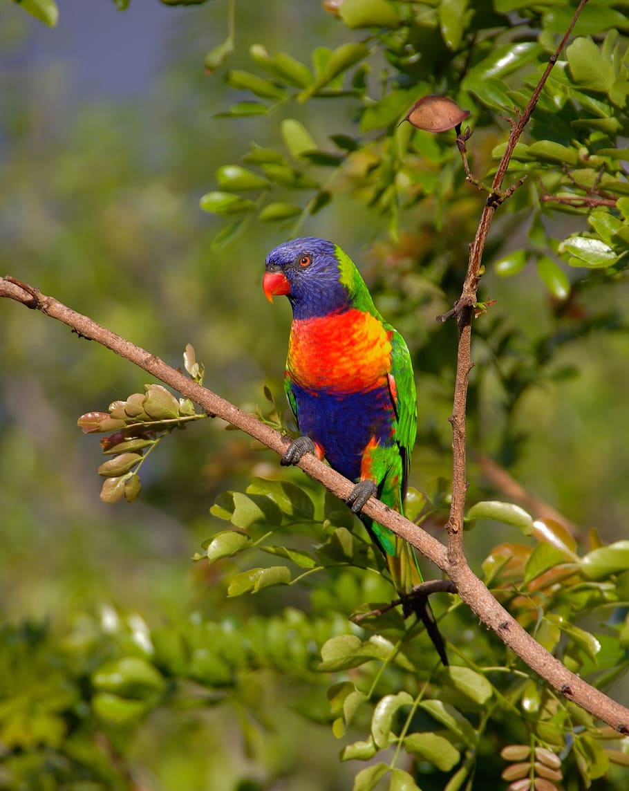 red, green, purple, bird perching, tree branch, daytime, rainbow lorikeet, parrot, colourful, bird