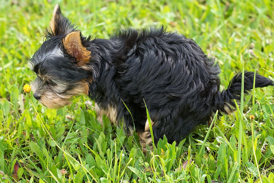 black, brown, puppy, grass field, dog, animal, pet, small dog, mammal, breed-dog