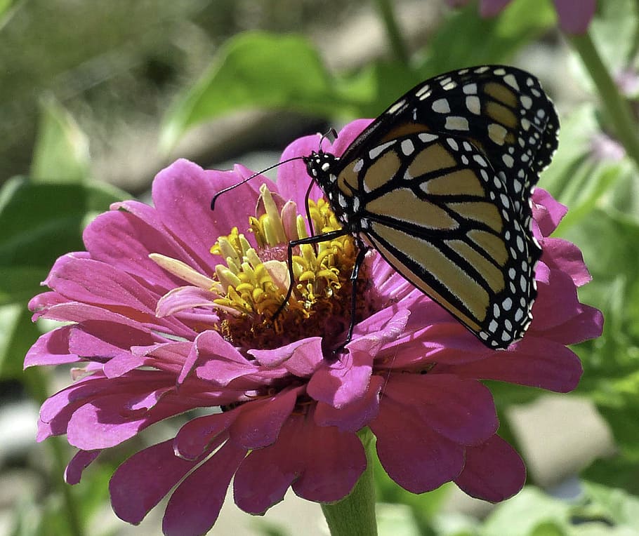 On, Pink, Zinnia, butterfly, perch, flower, flowering plant, beauty in nature, vulnerability, fragility