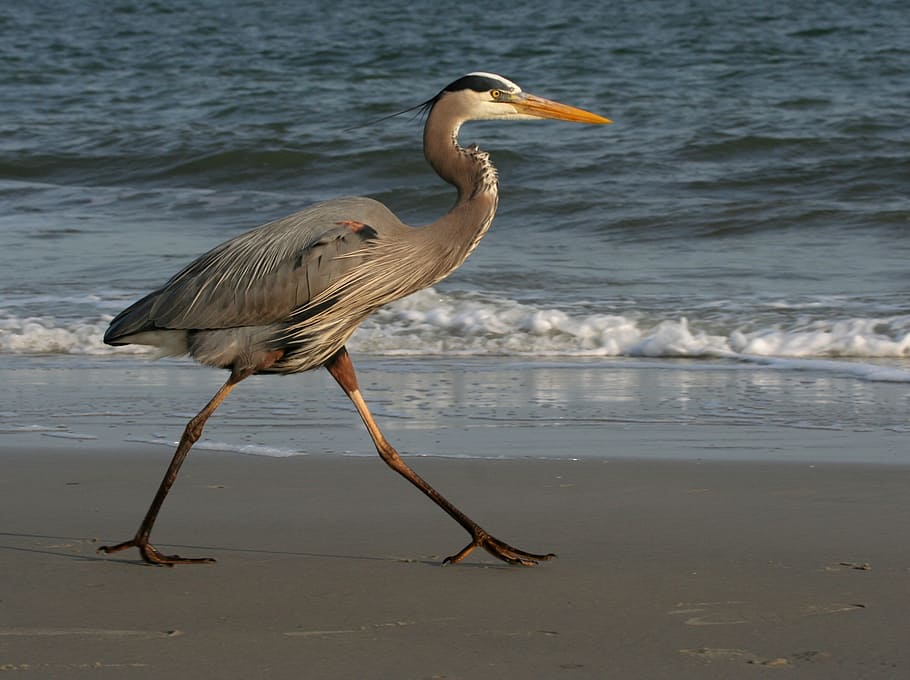 great, blue, heron, walking, along, shore, daytime, blue heron, beach, wildlife