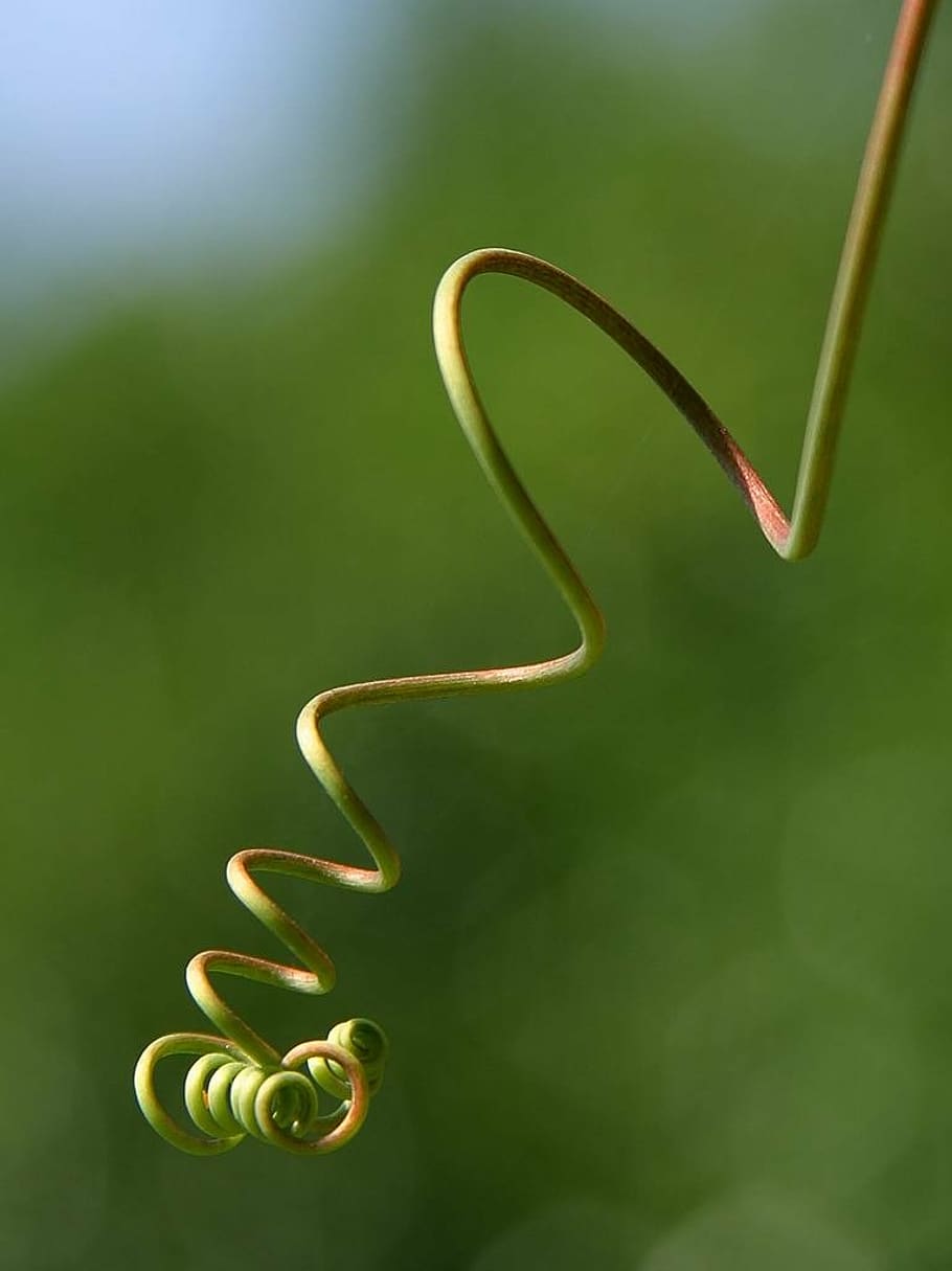 climber plant, creeper, ring, green, plant, nature, flora, tendril, green color, close-up