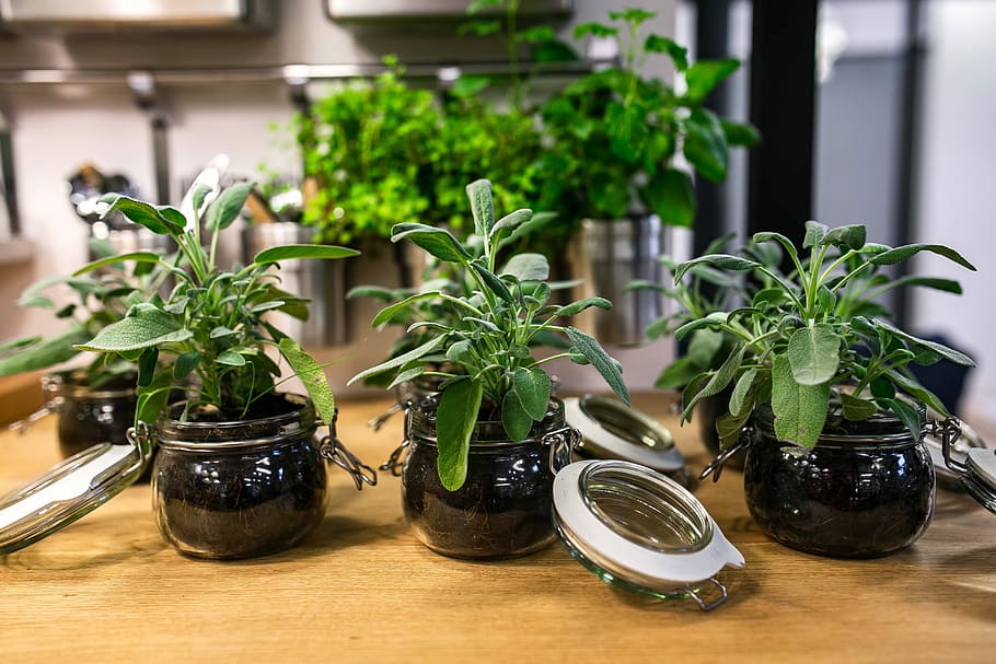 緑, 植物, ガラスの瓶, テーブル, 緑の植物, ポット, 瓶, 屋内で, フラワーポット, ない人