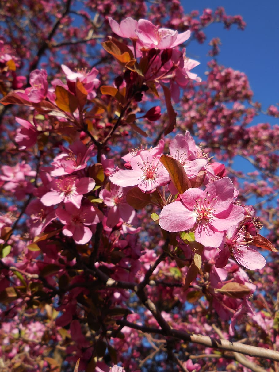 tree, blooming, crab apple, branches, nature, blossom, pink, tree branches, outdoor, spring