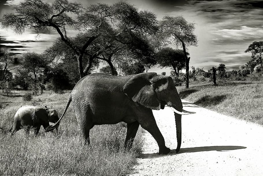 gray, elephant, calf, passing, road, baby elephant, animal, wilderness, national park, proboscis