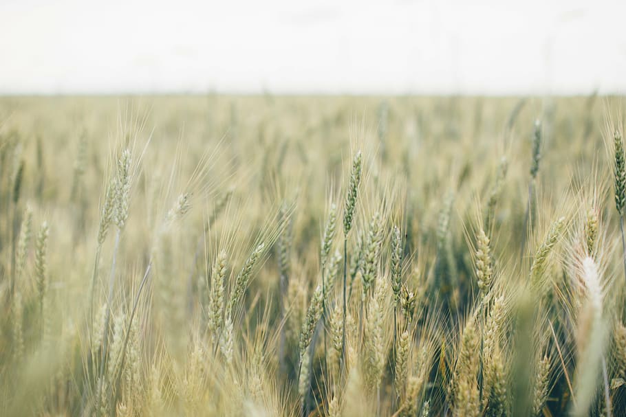 wheat field, wheat, plant, field, nature, grasslands, plains, grass, wild, green