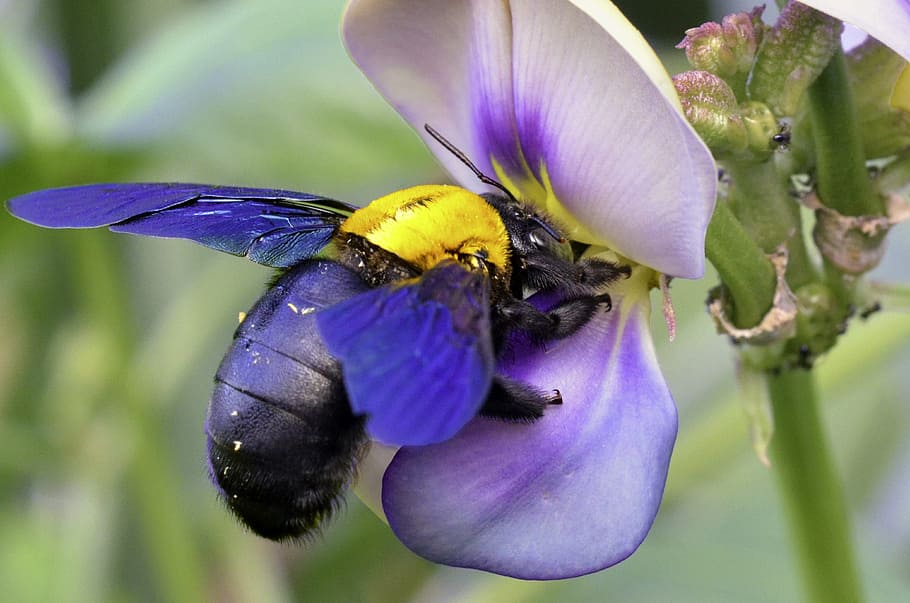 bersayap biru, hitam, tukang kayu lebah, Serangga, Lebah, Makro, Alam, Kuning, serbuk sari, madu