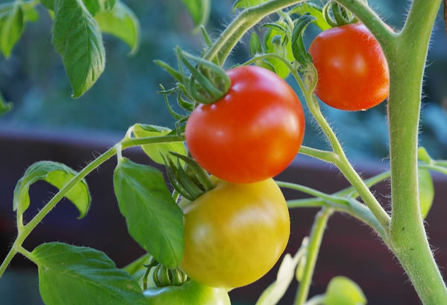 macro photography, red, yellow, Tomato plant, bush tomatoes, tomatoes, tomato shrub, tomato fruit, nachtschattengewächs, tomato breeding