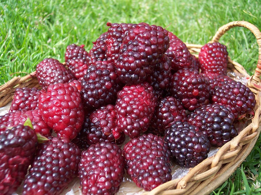 Blackberries, Nature, Fruit, Summer, basket, food, freshness, red, ripe, strawberry