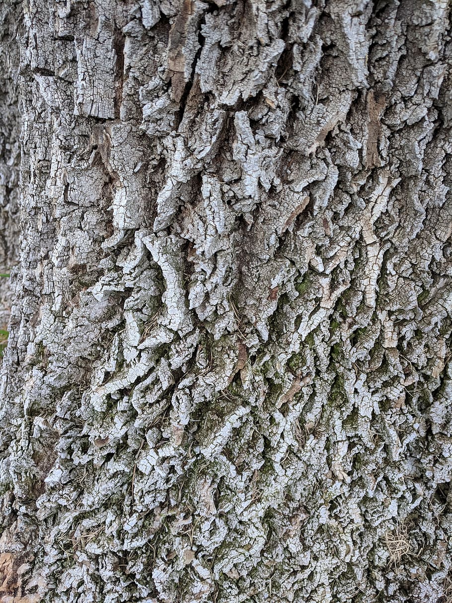 tree bark, grey gray, texture, background, nature, grainy, rough, coarse, full frame, textured