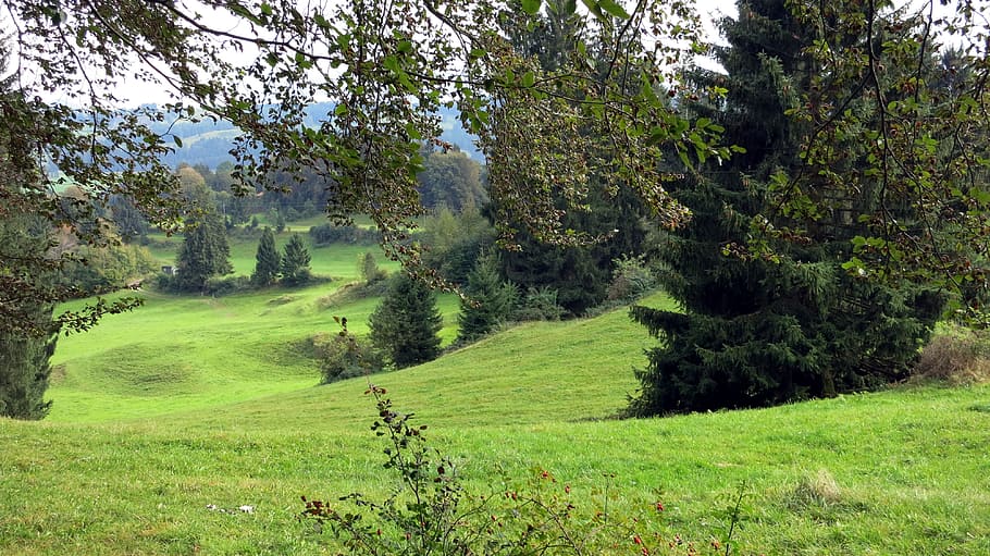 allgäu, landscape, rettenberg, plant, tree, green color, beauty in nature, grass, tranquil scene, tranquility